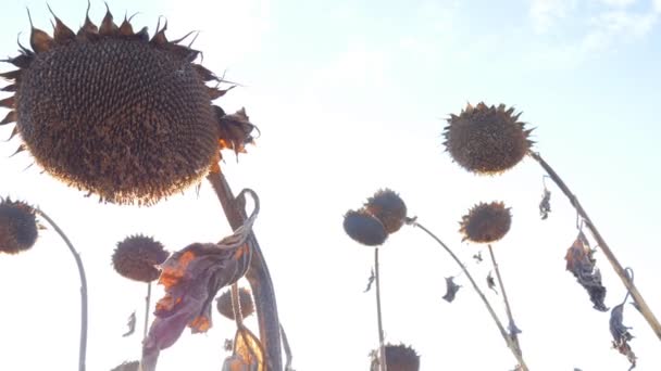 Droge zonnebloemen op het veld in de herfst. Zonnebloempitten oogst in de herfst. Droge stengel van een zonnebloem close-up tegen de achtergrond van de stralen van de zon... Zonnebloem veld door droogte getroffen. — Stockvideo