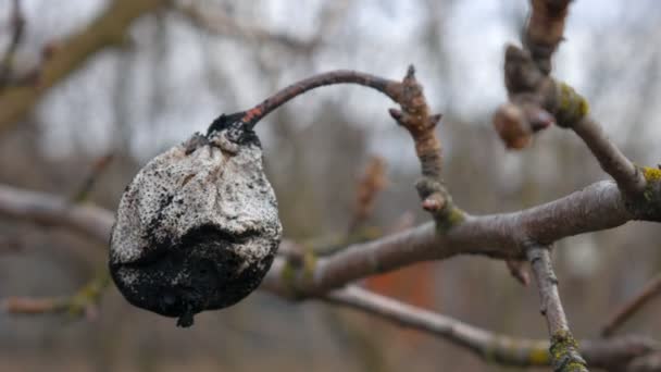 Rotte peer opknoping op een tak. Lente, gedroogde perenboom. — Stockvideo