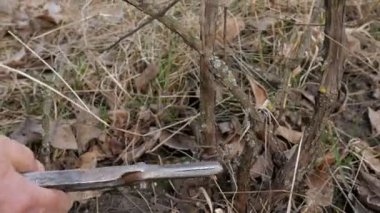 Bahar budama asma eski makas. Adam çiftçi bağ.