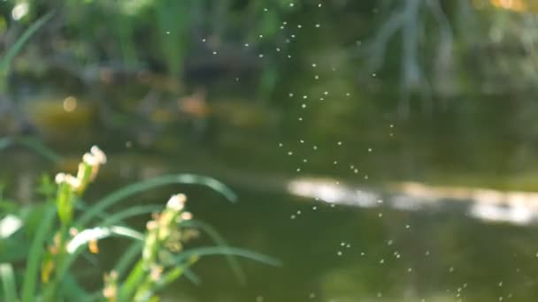 Enjambre de mosquitos sobre el río, estanque — Vídeos de Stock