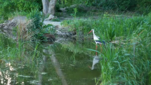 沙丘鹤在湖边寻找食物。沙丘鹤, 丹顶鹤黄花. — 图库视频影像