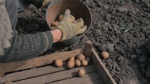 Um homem está pegando uma batata da caixa para pousar . — Vídeo de Stock