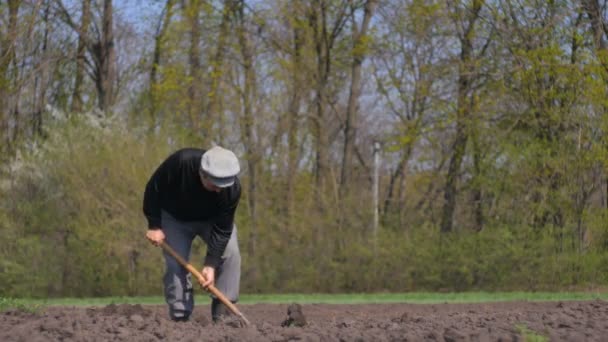 Az ember földi kertben diging. Egy ember burgonya ültetése a koporsóban. — Stock videók