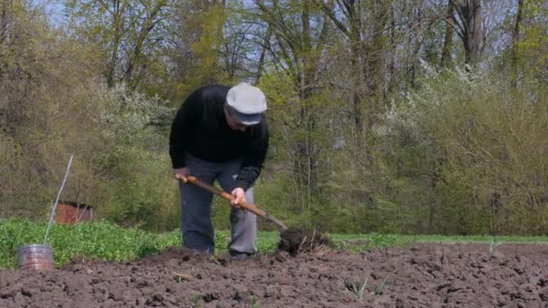 Hombre cavando terreno en el jardín. Un hombre plantando patatas en el ataúd . — Vídeo de stock