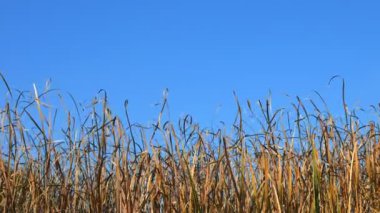 Mavi gökyüzü ile denizde rüzgarda sallanan Reed çimen