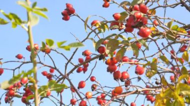Olgun rose hips mavi gökyüzü arka plan üzerinde. Olgun rose HIPS