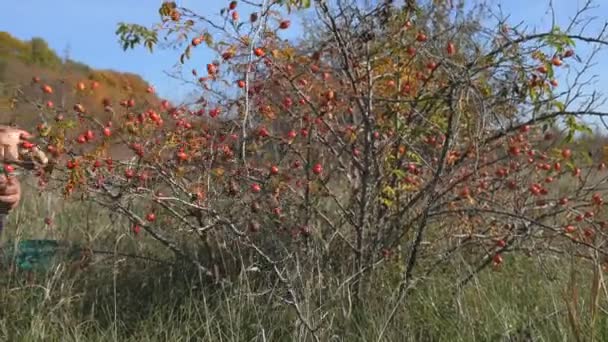 Чоловік збирає дике рожеве стегно в природі. Збираючи солодкий хабар, собака троянда — стокове відео