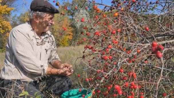 Muž ručně vychystávání wild rose hip v přírodě. Sklízení sweet briar, pes výstavy — Stock video