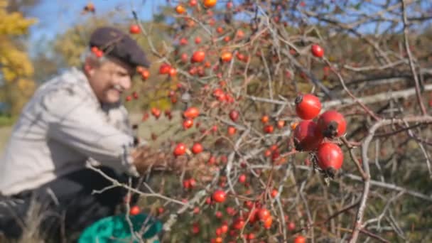 Man hand picking wild rose hip in a nature. Harvesting sweet briar, dog rose — Stock Video