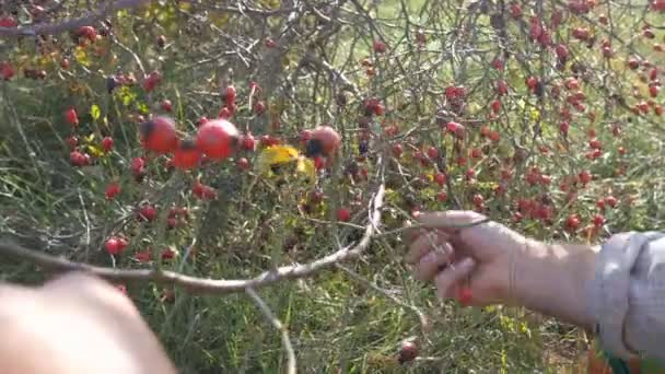 Muž ručně vychystávání wild rose hip v přírodě. Sklízení sweet briar, pes výstavy — Stock video