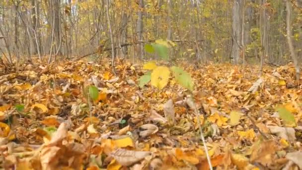 A gomba az erdőben. Őszi, sárga levél. Egy vödör gomba. Kitárolási gomba őszi erdő. — Stock videók