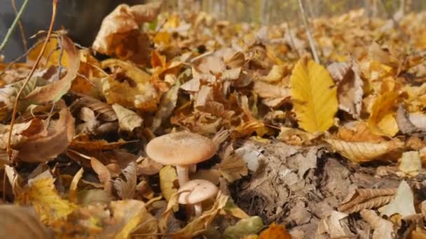 Une femme coupe avec un couteau des champignons dans la forêt d'automne et met le seau. Femme cherchant des champignons dans la forêt automnale. Cueillette des champignons dans la forêt d'automne . — Video