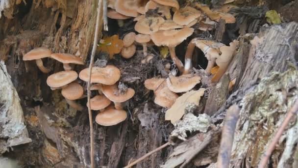 在秋林里, 一名妇女用蘑菇刀切, 然后放了水桶。在秋天的森林里寻找蘑菇的妇女。在秋天的森林里采摘蘑菇. — 图库视频影像