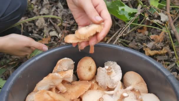 Eine Frau schneidet mit einem Messer Pilze im Herbstwald und stellt den Eimer auf. Frau sucht Pilze im herbstlichen Wald. Pilze sammeln im herbstlichen Wald. — Stockvideo