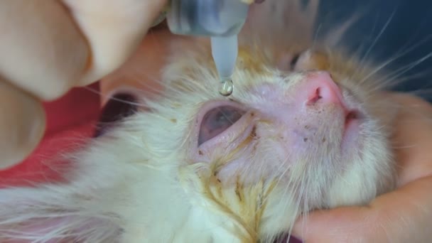 Nahaufnahme, menschliche Hände verarbeiten die Augen der kleinen Katze. Veterinärkonzept, Augentropfen für Tiere. Obdachlose kleine Miezekatze. Augenschmerz. — Stockvideo