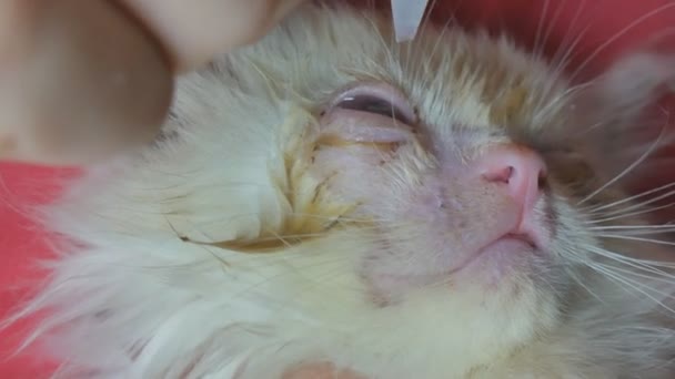 Da vicino, le mani umane elaborano gli occhi del piccolo gatto. Concetto veterinario, collirio per animali. Piccolo gattino senzatetto. Festoni oculari . — Video Stock