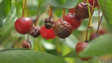Çürük olgun kiraz meyve üzerinde ağaç dalı, çiftlik hastalıkların hasarlı kültür asmak. Yeşil yaprak