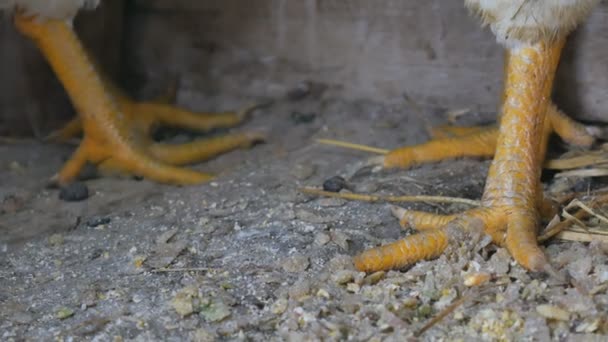 Chicken feet close-up in a cage. — Stock Video