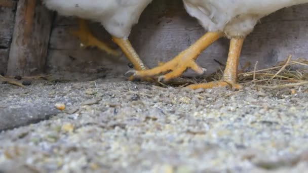 Hühnerfüße tanzen aus nächster Nähe in einem Käfig. — Stockvideo