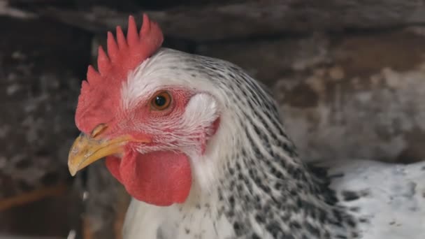 Pollo blanco negro cerca de un parpadea un ojo — Vídeo de stock