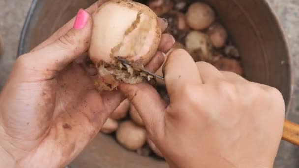 A menina da manicura limpa as batatas jovens sobre um balde . — Vídeo de Stock