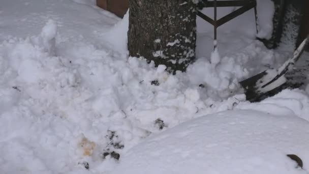 Чоловік чистить сніг. Чоловік скидає сніг зі шляху — стокове відео