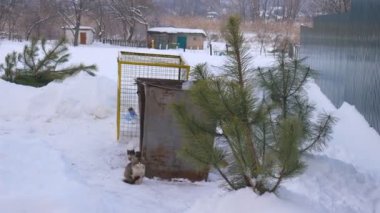 Çöp kutusu, kış, kar fırtınası, evsiz kedi yeni yıl sonra atılan Noel ağacı.