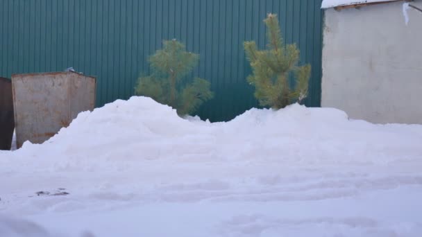 Złomowane choinki po nowym roku na śmietnik, zima, blizzard. — Wideo stockowe