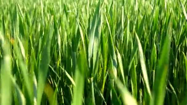 若い小麦の緑地。天然小麦畑。春が来る。土壌中に生育する若い緑色の小麦。畑の小麦の緑の芽。牧草地で育つ小麦の苗. — ストック動画