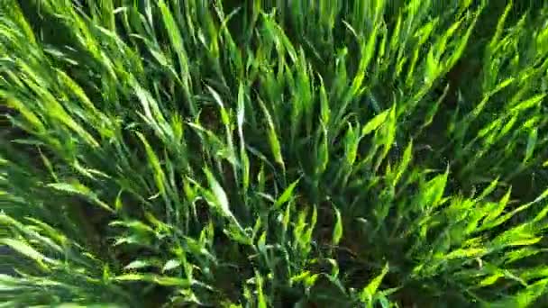 若い小麦の緑地。天然小麦畑。春が来る。土壌中に生育する若い緑色の小麦。畑の小麦の緑の芽。牧草地で育つ小麦の苗. — ストック動画