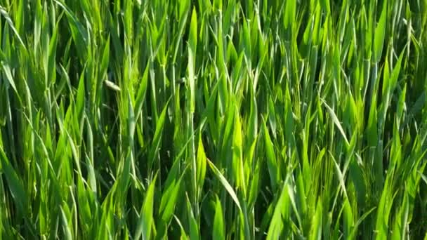 Champ vert de jeunes blés. Champ de blé naturel. Le printemps arrive à terre. Jeune blé vert poussant dans le sol. Germes verts de blé dans les champs. Semis de blé poussant dans les prairies .