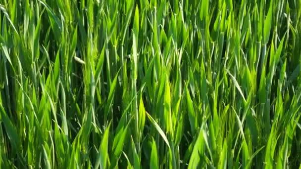 Campo verde de trigo joven. Campo de trigo natural. Llega la primavera a tierra. Trigo verde joven que crece en el suelo. Brotes verdes de trigo en el campo. Plántulas de trigo creciendo en el prado . — Vídeos de Stock