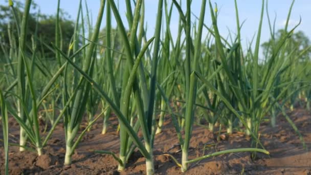 Cosecha de cebolla joven en el campo . — Vídeos de Stock