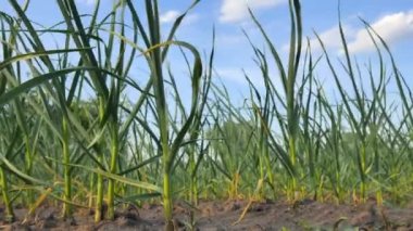 Genç yeşil sarımsak bitkileri tarlada. Kuraklıktan sarımsak kuruyor..