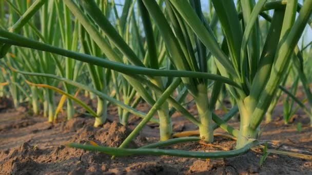 Jonge uien oogsten op het veld. — Stockvideo