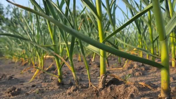 Giovani piante di aglio verde nel campo. L'aglio si asciuga dalla siccità. — Video Stock