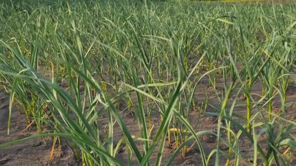 Mladé zelené česnekové rostliny na poli. Česnek sušený suchem. — Stock video