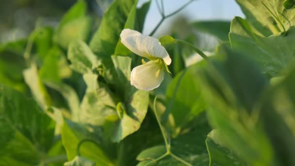 Peas and colourful flowers in spring time. Young growing peas harvest on the field. — Stock Video