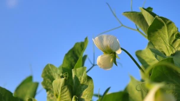 Zöldborsó és színes virágok tavasszal a háttérben a kék eget. A szántóföldi, fiatal, növekvő termés. — Stock videók