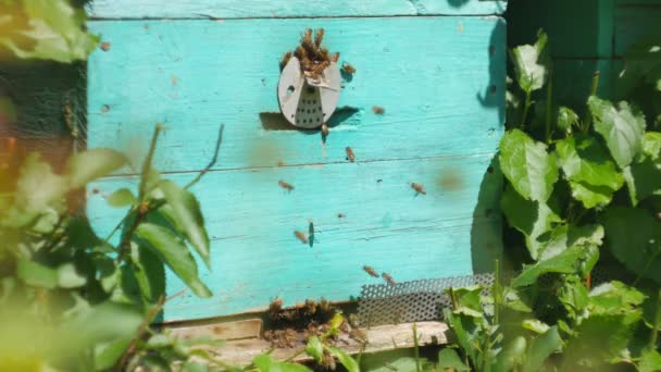 Bina flyger från bikupa, närbild syn på de arbetande bina. Bee hus i skogen. Bee Colony flyger runt bikupa. — Stockvideo