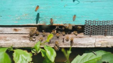 Arılar arı kovanından uçarlar, çalışan arıların yakın görünümü. Ormanda arı evi. Arı kovanı etrafında uçan arı kolonisi.