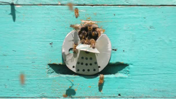 Las abejas vuelan de la colmena, Vista de cerca de las abejas que trabajan. Casa de abejas en el bosque. Colonia de abejas volando alrededor de la colmena . — Vídeo de stock