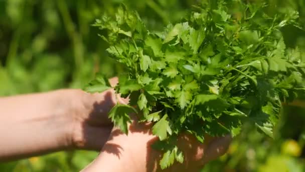 Hands Woman gather green fresh parsley. Petroselinum crispum. — Stock Video