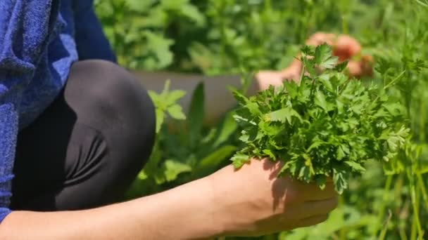 Руки жінки збирають зелену свіжу петрушку. Петроселін хрусткий . — стокове відео