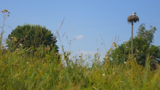 Wildlife kraan zittend in zijn nest bovenop Pole tegen de hemel. Ooievaars nest, ooievaar nest op de paal. — Stockvideo