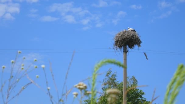 Grulla de vida silvestre sentada en su nido en la cima del poste contra el cielo. Nido de cigüeña, nido de cigüeña en el poste . — Vídeos de Stock