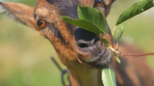 Un brun de chèvre noir mange une feuille de cerise des mains d'un homme . — Video