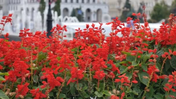 Fontana e fiori sul colonnato di una città termale con persone che camminano sullo sfondo. Profondità di campo ridotta. Ucraina Kiev . — Video Stock