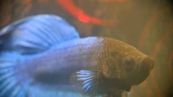 Betta siamés azul-negro peces de lucha hermosa en el acuario de casa. Primer plano en agua sucia . — Vídeos de Stock