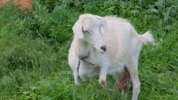 Une chèvre blanche sans corne broutant dans le champ. La chèvre mange de l'herbe. Herbe à mâcher de chèvre . — Video